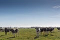 Dairy cows of the Holstein breed Friesian, grazing on green field Royalty Free Stock Photo