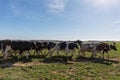 Dairy cows of the Holstein breed Friesian, grazing on green field Royalty Free Stock Photo