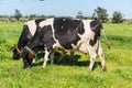 Dairy cows of the Holstein breed Friesian, grazing on green field Royalty Free Stock Photo