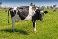 Dairy cows of the Holstein breed Friesian, grazing on green field Royalty Free Stock Photo