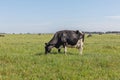 Dairy cows of the Holstein breed Friesian, grazing on green field Royalty Free Stock Photo