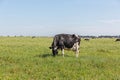 Dairy cows of the Holstein breed Friesian, grazing on green field Royalty Free Stock Photo