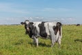 Dairy cows of the Holstein breed Friesian, grazing on green field Royalty Free Stock Photo