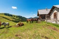 Dairy Cows and Horses on a Mountain Pasture - Italy Austria Border Royalty Free Stock Photo