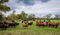 Dairy cows in a large green grass field on a cloudy autumn morning Royalty Free Stock Photo
