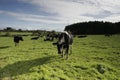 Dairy cows in a meadow Royalty Free Stock Photo