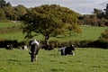 Dairy cows in a meadow