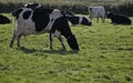 Dairy cows in a meadow Royalty Free Stock Photo