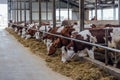 Dairy cows of Monbeliard breeding in free livestock stall