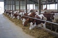 Dairy cows of Monbeliard breeding in free livestock stall