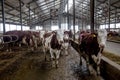 Dairy cows of Monbeliard breeding in free livestock stall Royalty Free Stock Photo