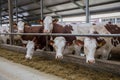 Dairy cows of Monbeliard breeding in free livestock stall