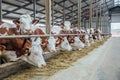 Dairy cows of Monbeliard breeding in free livestock stall