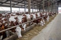 Dairy cows of Monbeliard breeding in free livestock stall