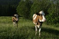 Dairy Cows near Gruyere, Switzerland