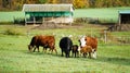 Dairy Cows Out Grazing Vermont Royalty Free Stock Photo