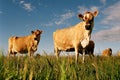 Dairy cows in paddock