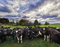 Dairy cows on a paddock in the cloudy autumn afternoon in New Zealand Royalty Free Stock Photo