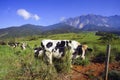 Dairy cows in paddock eating fress grass under the blue sky, New Zealand.