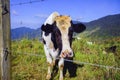 Dairy cows in paddock eating fress grass under the blue sky, New Zealand. Royalty Free Stock Photo