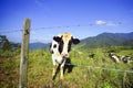 Dairy cows in paddock eating fress grass under the blue sky, New Zealand. Royalty Free Stock Photo