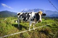 Dairy cows in paddock eating fress grass under the blue sky, New Zealand. Royalty Free Stock Photo