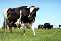 Dairy Cows in Pasture Royalty Free Stock Photo