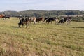 Dairy cows in the pasture. Pets on a meadow in the mountains. Royalty Free Stock Photo