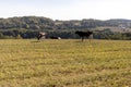 Dairy cows in the pasture. Pets on a meadow in the mountains. Royalty Free Stock Photo