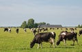 Dairy cows peacefully grazing