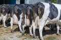 Dairy cows queue for milking.