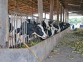 Dairy cows, raised in a farm, eating corn - using corn to feed livestock