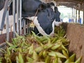 Dairy cows, raised in a farm, eating corn - using corn to feed livestock