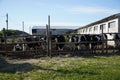 Dairy cows resting in their green pen. Cows in a pen on the farm Royalty Free Stock Photo