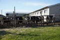 Dairy cows resting in their green pen. Cows in a pen on the farm Royalty Free Stock Photo