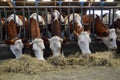 Dairy cows in stables, who eat hay. Royalty Free Stock Photo