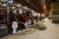 Dairy cows in stables Royalty Free Stock Photo