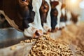 Dairy Cows Stand in a Row and Eat Compound Feed on the Feed Table at a Modern Dairy Farm Royalty Free Stock Photo