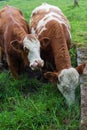 Dairy herd on a rainy day Royalty Free Stock Photo