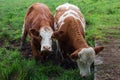 Dairy herd on a rainy day Royalty Free Stock Photo