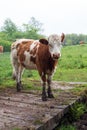 Dairy herd on a rainy day Royalty Free Stock Photo