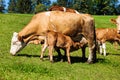 Dairy cows on summer pasture Royalty Free Stock Photo