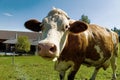 Dairy cows on summer pasture Royalty Free Stock Photo