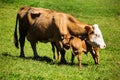 Dairy cows on summer pasture Royalty Free Stock Photo