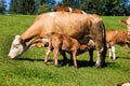 Dairy cows on summer pasture Royalty Free Stock Photo