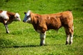 Dairy cows on summer pasture Royalty Free Stock Photo