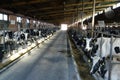 Dairy Farm Royalty Free Stock Photo