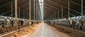 Dairy farm, barn panorama with roof inside and many cows eating hay Royalty Free Stock Photo