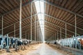 Dairy farm, barn with roof inside and many cows eating hay Royalty Free Stock Photo