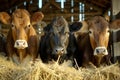 Dairy farm cows in a barn Royalty Free Stock Photo